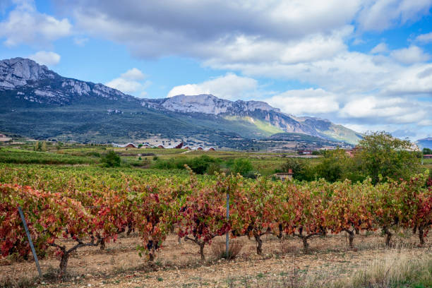 istock Rioja Alavesa valley, mountains in the distance 1279621899