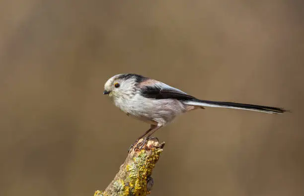Long-tailed tit perching on a stick.