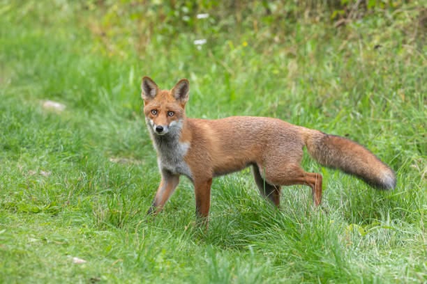 istock Beautiful male red fox 1279623939