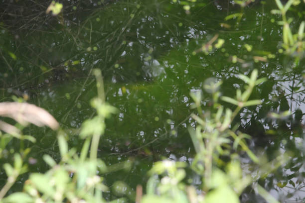 istock Green stuff in the water 1279624096