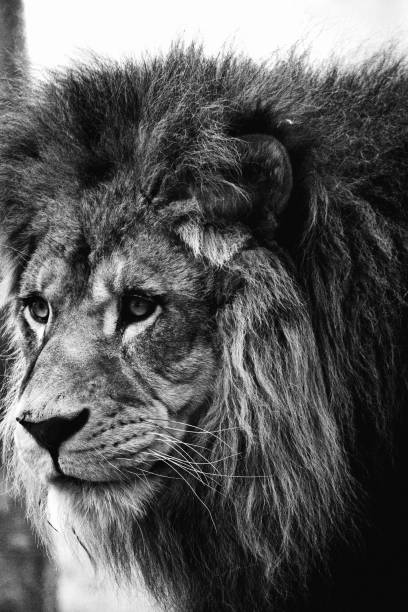 istock lion face black and white 1279624371