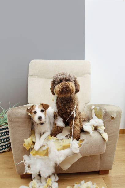 dos perros culpables después de morder y destruir un sofá con expresión inocente. - destroyer fotografías e imágenes de stock