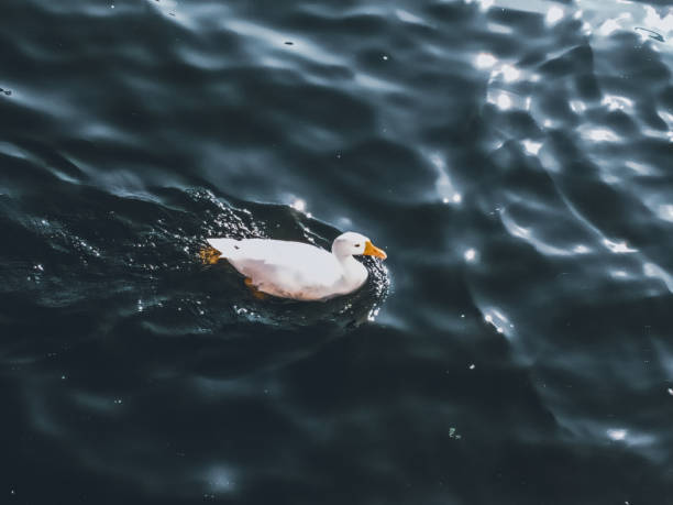 istock White Duck swimming on the water. 1279625505