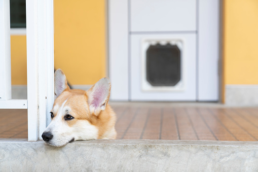 Bored corgi dog lying or waiting for someone on the floor in summer sunny day