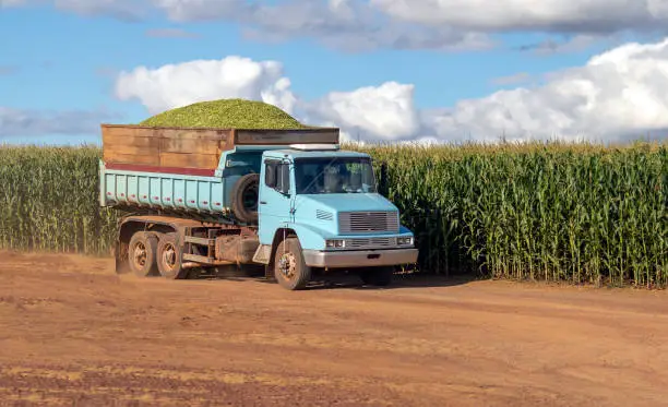A truck carrying the agricultural crop on a corn farm. Economic support in agribusiness. Rural working.