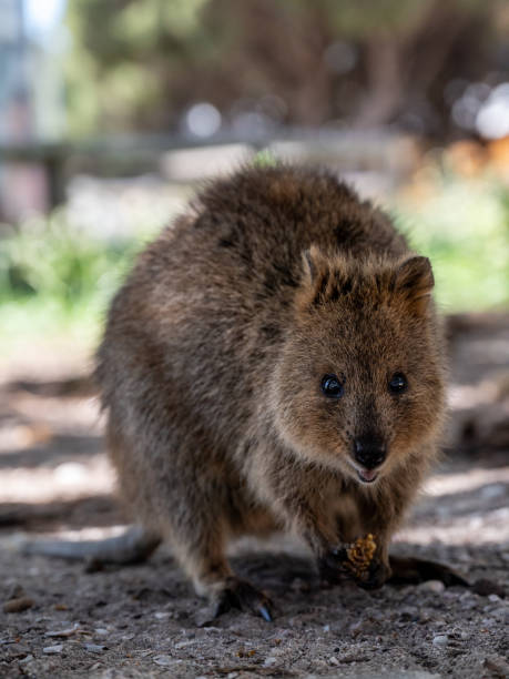 istock Smiling Quokka, at Rottnest Island. 1279626539