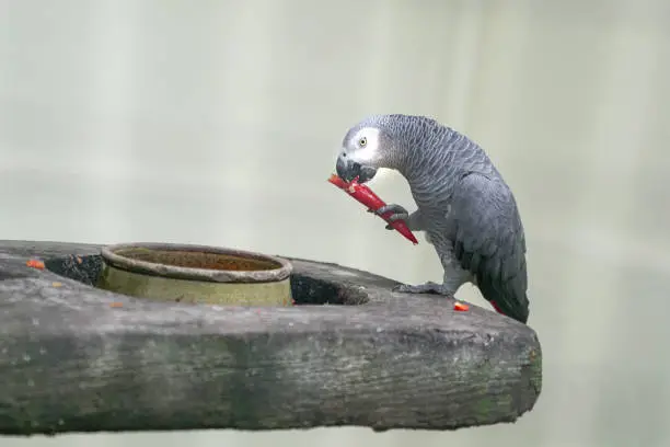 Photo of African Grey Parrot eating a red chilly inside a cage