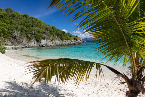 istock Palm tree on Jumbie Bay Beach, St. John 1279627339