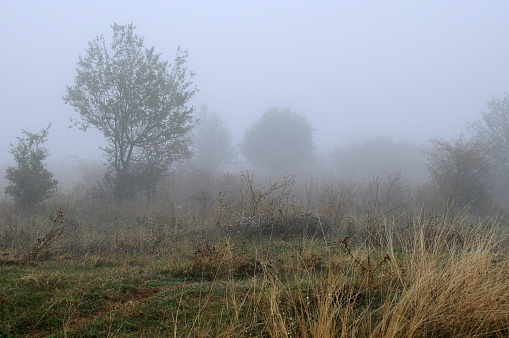 An oak in dense fog and cold weather, Devon UK.