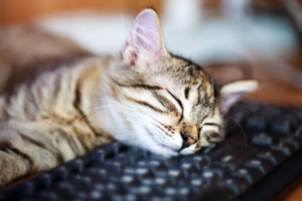 buon gattino carino sdraiato sulla tastiera. mattina accogliente a casa. sfondo con spazio per la copia. messa a fuoco selettiva. orizzontale. - domestic cat undomesticated cat window house foto e immagini stock