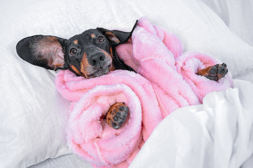 Funny black and tan dachshund dog in warm pink pajamas or bathrobe is lying in bed under soft blanket at home, going to sleep after hot relaxing shower.