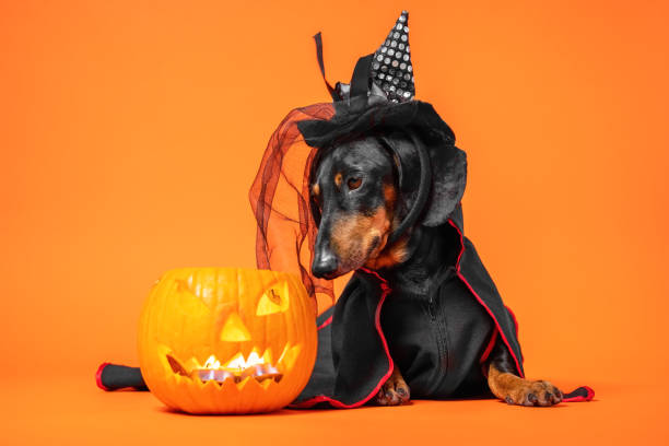 istock Funny dachshund in witch pointed hat with veil and black magic mantle sits on orange background and looks down into pumpkin jack lantern, copy space. Preparing to celebrate halloween. 1279629671