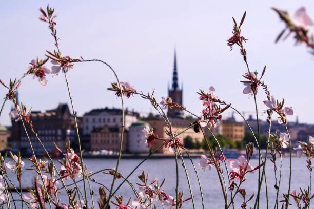 gamla stan ansichten - stadsholmen stock-fotos und bilder