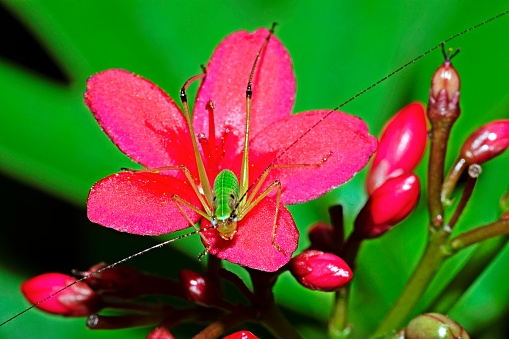 Grasshopper on pink flower.