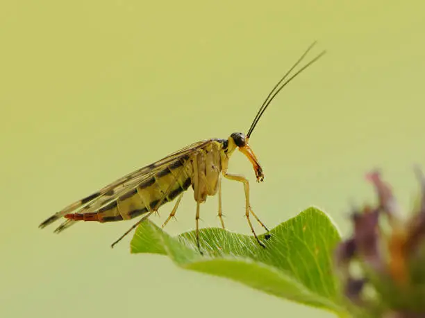insect Mecoptera on a forest plant on a summer morning