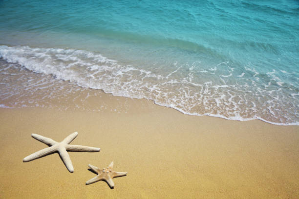 istock Two starfish on a beach. Sand and sea wave. 1279632212