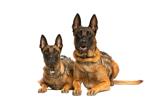 Two Belgian Malinois dogs in front of a white background