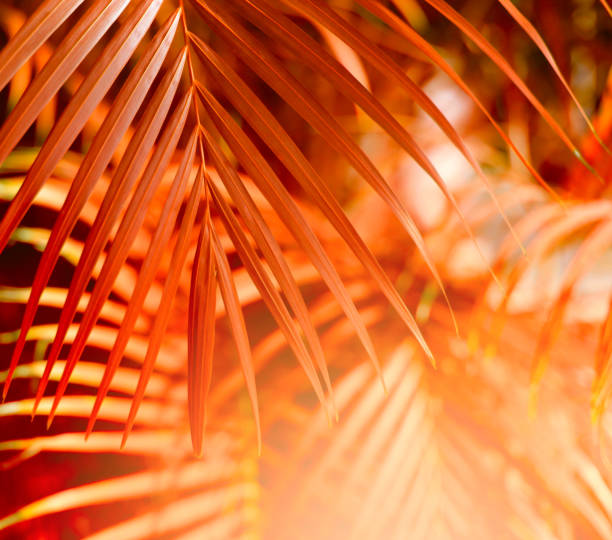 istock Palm leaf. Tropical plants. Nature red blur background. 1279632390