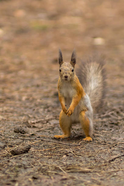 Photo of Squirrel in the forest. Soft focus on the squirrel.