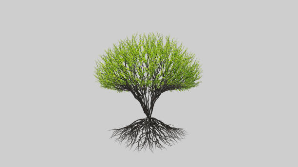 istock Tree in a spherical shape. Seasonal transition on white background. Eco Concept. 1279633794