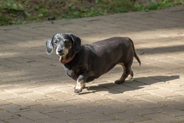 istock Black dachshund walks in the park 1279633815