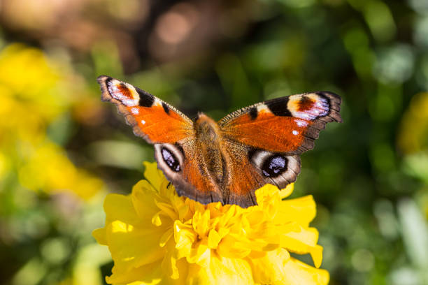 Butterfly on a yellow flower in park.