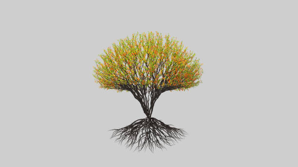 istock Tree in a spherical shape. Seasonal transition on white background. Eco Concept. 1279633897