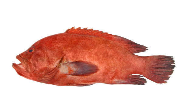 istock Red spotted grouper fish isolated on white 1279634518