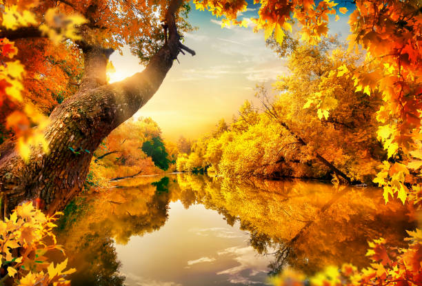istock Orange autumn on pond 1279634859