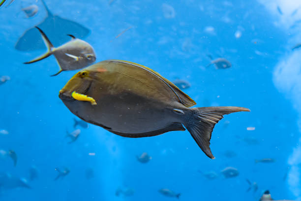 pez cirujano eyestripe (acanthurus xanthopterus) o pez cirujano de aleta amarilla (acanthurus dussumieri ) en el acuario atlantis, ciudad de sanya, hainan, china. - tuna sea underwater fish fotografías e imágenes de stock