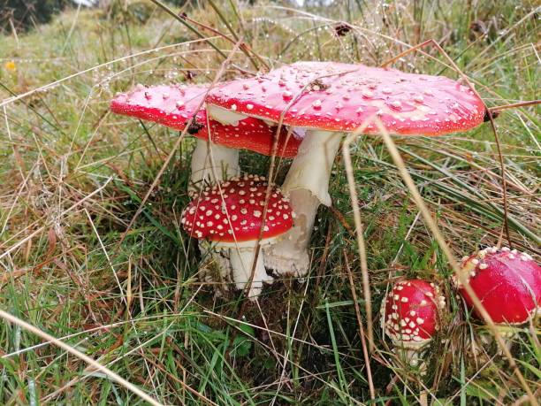 Big Toadstools mushroom stock photo