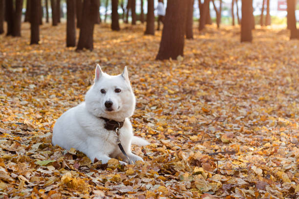 istock White dog in the autumn park 1279636551