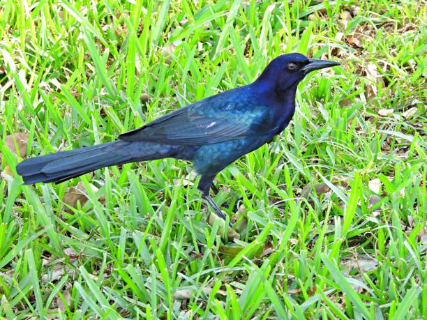istock Boat-tailed Grackle (Quiscalus major) male in the grass 1279637416