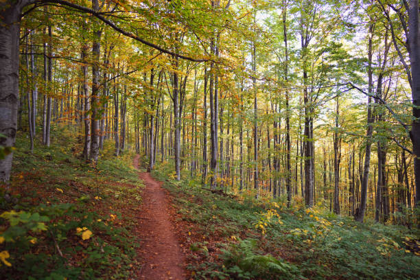 istock Beautiful forest footpath on an autumn day 1279638500