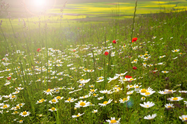 istock Field of various wild flowers in summer 1279639172