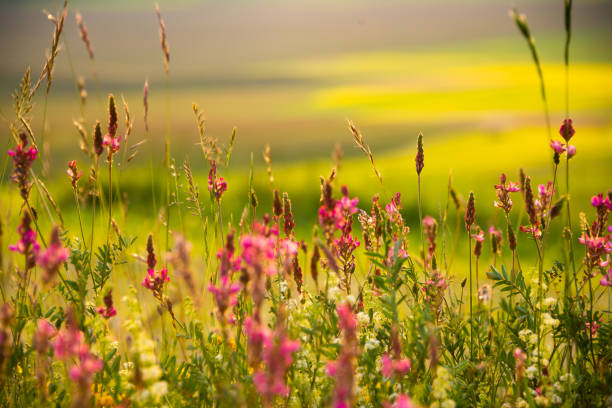 White wild flowers in sunlight