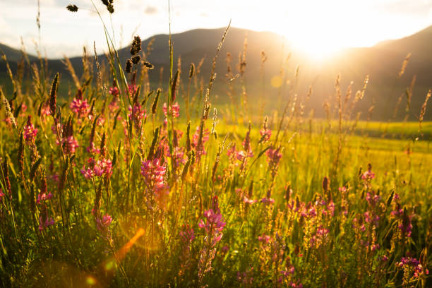 istock Beautiful wild flowers in sunlight in summer 1279639979