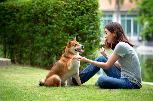 Young Asian woman teaching and training Shiba Inu dog to handshake greeting in backyard