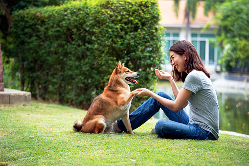 Asian woman plays with the Shiba Inu dog in the backyard. Young woman teaching and training dogs to handshake greeting