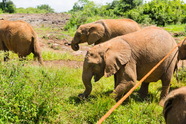 istock Baby Elephants in Nairobi, Kenya 1279642201