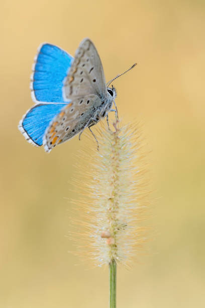 istock The Common blue butterfly warms up at first rays of sun (polyommatus icarus) 1279642688