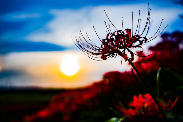 Cluster amaryllis floating in the setting sun. It is a photograph of cluster amaryllis blooming along the river. red spider lily stock pictures, royalty-free photos & images