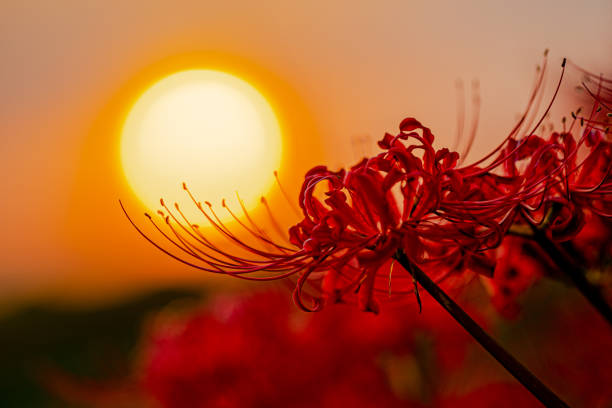 Cluster amaryllis floating in the setting sun. It is a photograph of cluster amaryllis blooming along the river. red spider lily stock pictures, royalty-free photos & images