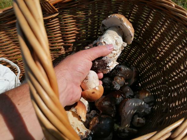 istock Porcini mushroom search in the forest 1279644703