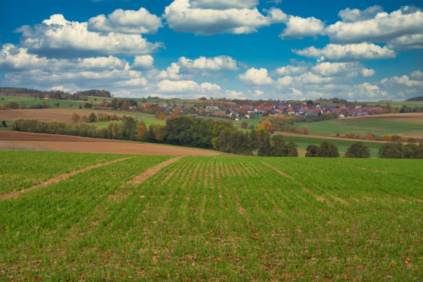 istock barley seed in the autumn 1279645128