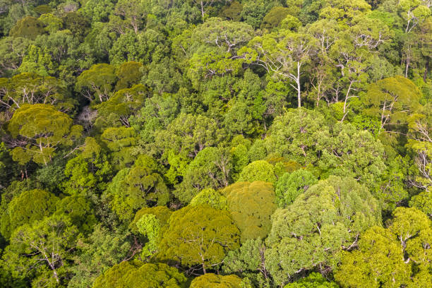 istock Aerial view of the Borneo rainforest. 1279647304