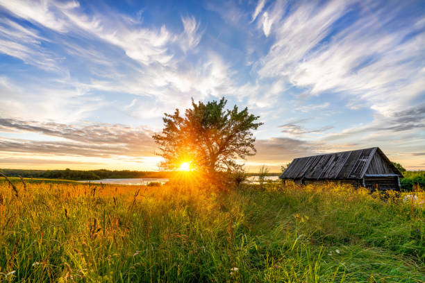 Old wooden hut and lonely tree at sunset in countryside at spring