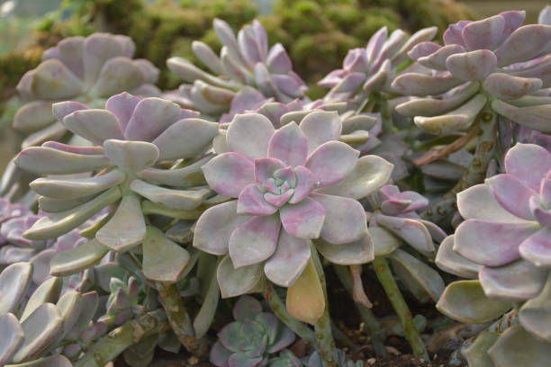 istock pink succulent looks like lotus 1279647944