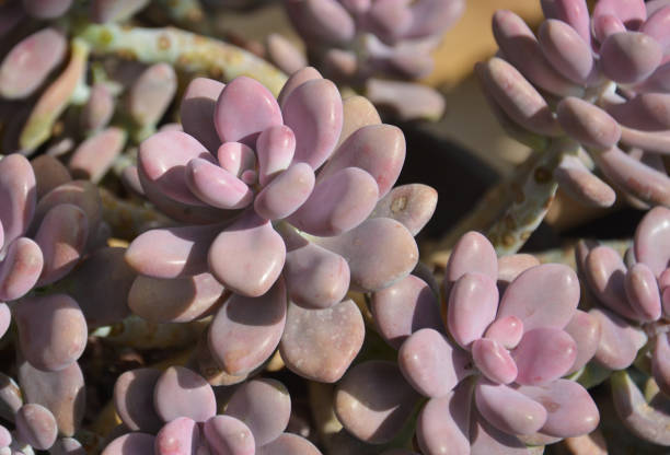 Pink succulent with thick leaves looks like flowers in sunny day