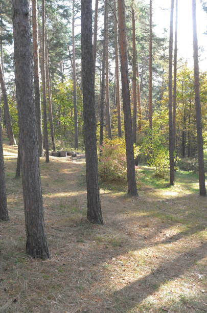 istock Trees on the hill in sunny autumn forest 1279648031